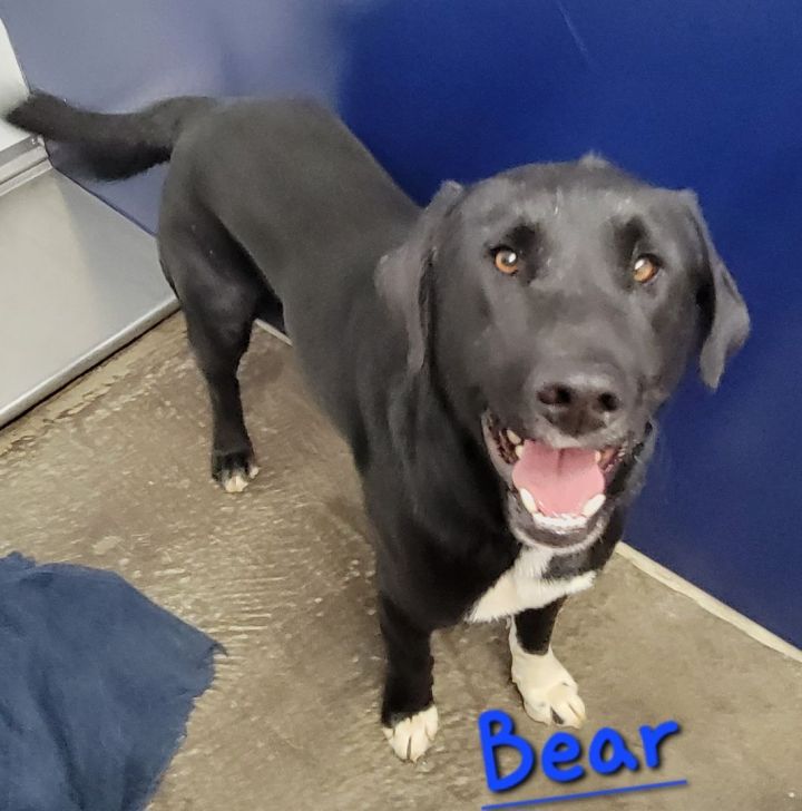 Bear 1