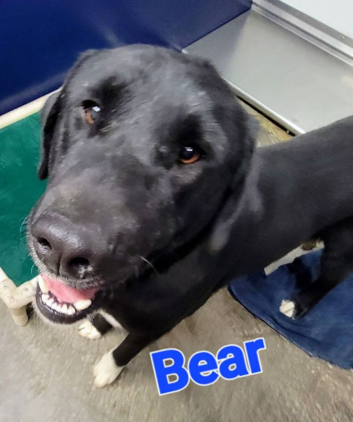 Bear, an adoptable Labrador Retriever Mix in Madras, OR_image-2