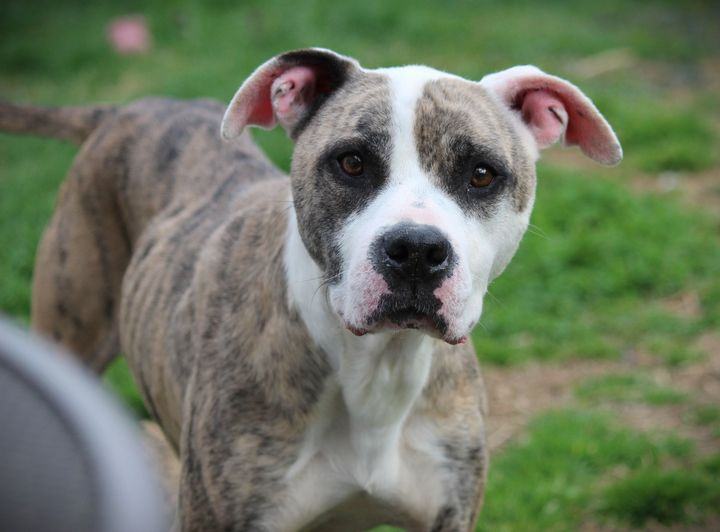 Dog for adoption - Renata, a Pit Bull Terrier Mix in Huntington, WV ...