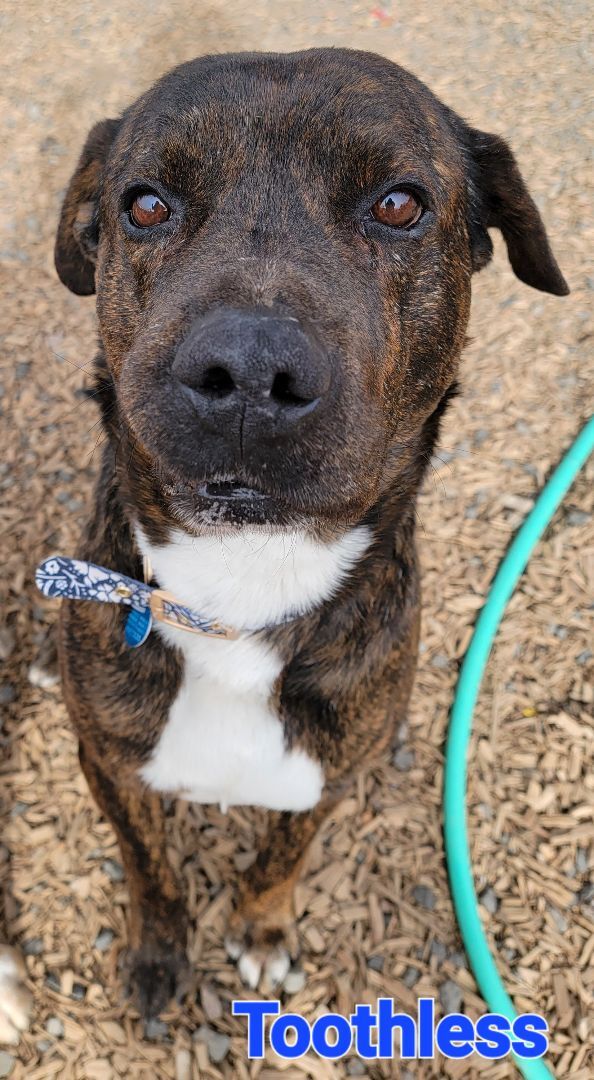 Toothless, an adoptable Mastiff & Pit Bull Terrier Mix in Madras, OR_image-1