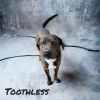 Toothless