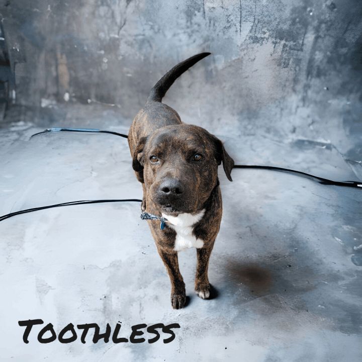 Toothless 3