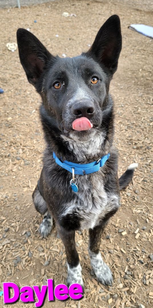 Daylee, an adoptable Cattle Dog in Madras, OR, 97741 | Photo Image 2