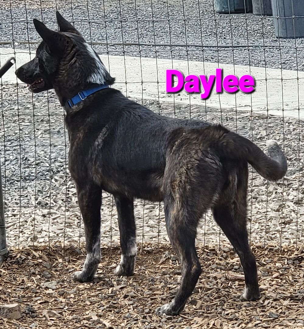 Daylee, an adoptable Cattle Dog in Madras, OR, 97741 | Photo Image 3