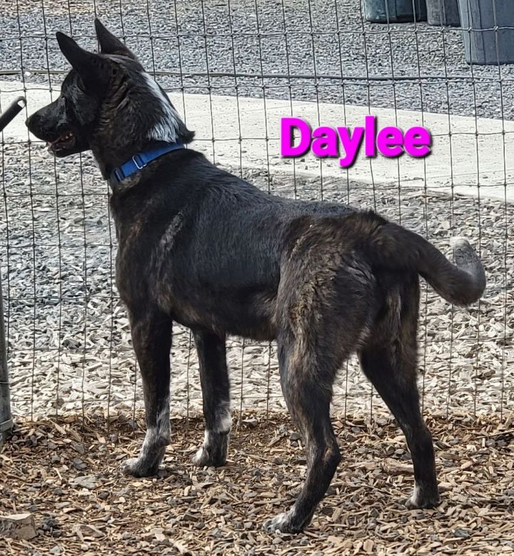 Daylee, an adoptable Cattle Dog Mix in Madras, OR_image-2