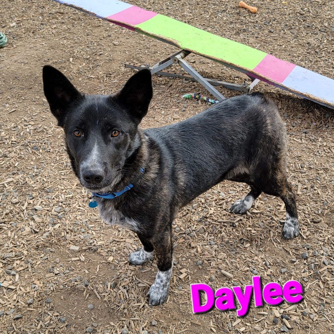 Daylee, an adoptable Cattle Dog in Madras, OR, 97741 | Photo Image 4