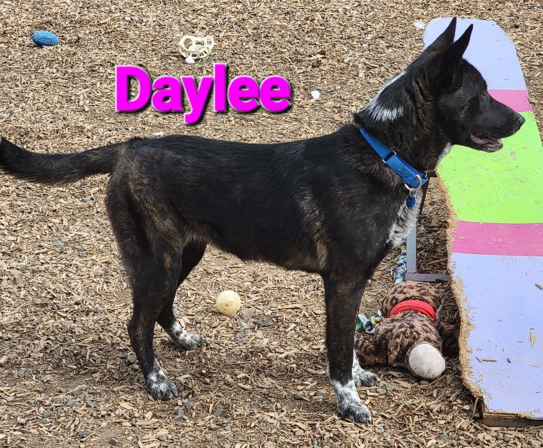 Daylee, an adoptable Cattle Dog in Madras, OR, 97741 | Photo Image 5