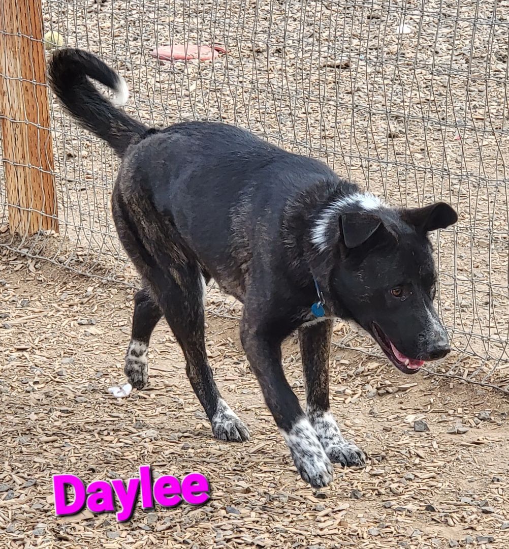 Daylee, an adoptable Cattle Dog in Madras, OR, 97741 | Photo Image 6