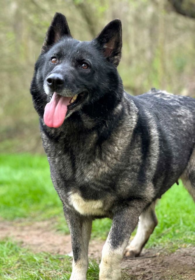 are black norwegian elkhound puppies lazy