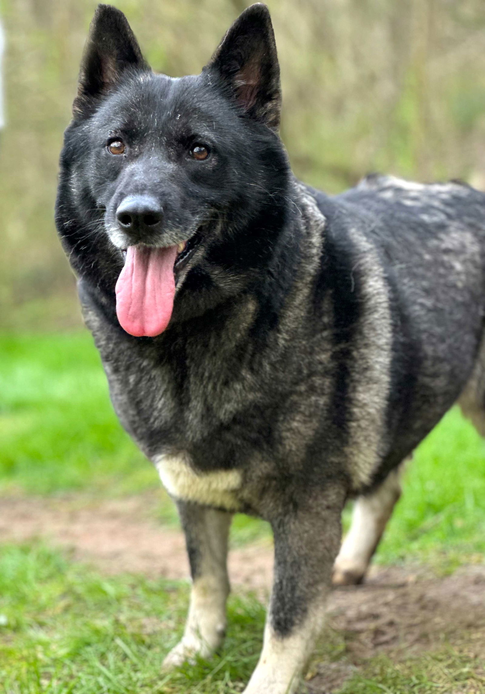 CLEOPATRA SVART, an adoptable Norwegian Elkhound in Franklin, TN, 37069 | Photo Image 2