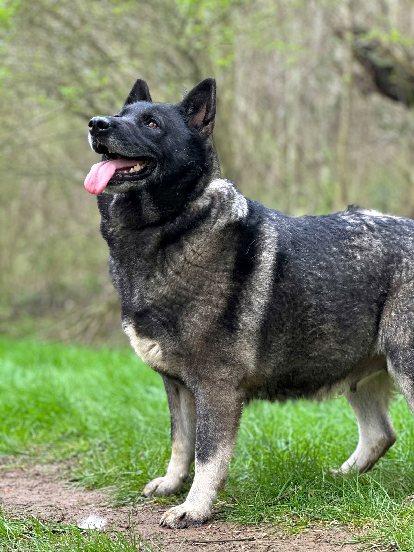 CLEOPATRA SVART, an adoptable Norwegian Elkhound in Franklin, TN, 37069 | Photo Image 3