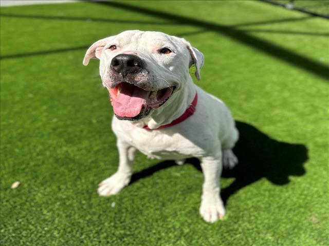 COTTON, an adoptable Mixed Breed in Palmetto, FL, 34221 | Photo Image 1