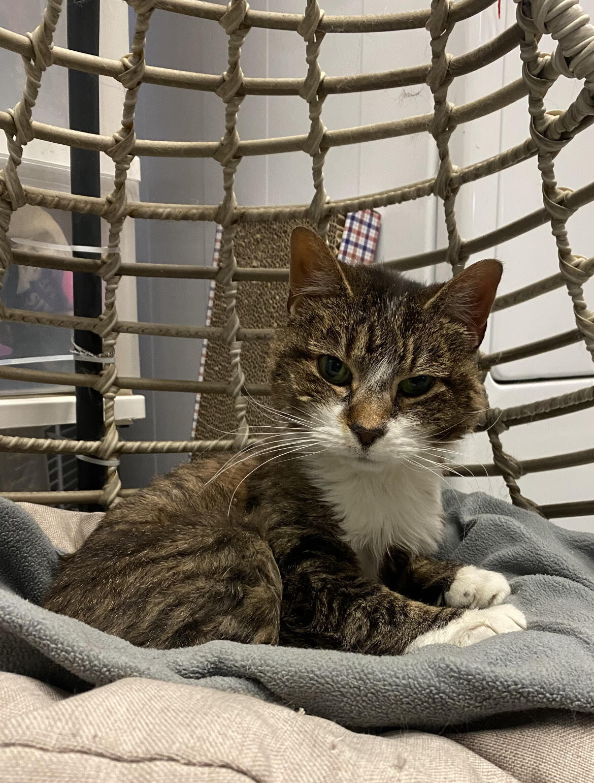 Cat for adoption Mitzi, a Tabby in East Northport, NY Petfinder