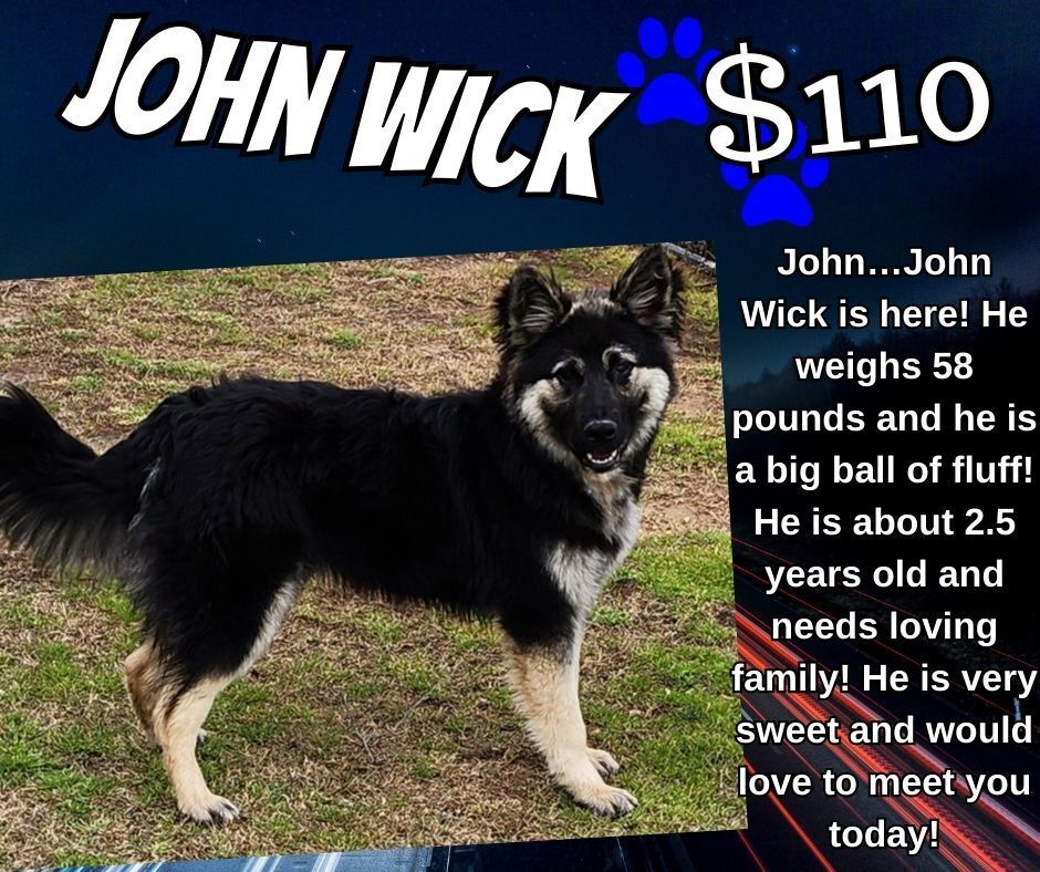 does john wick have a dog