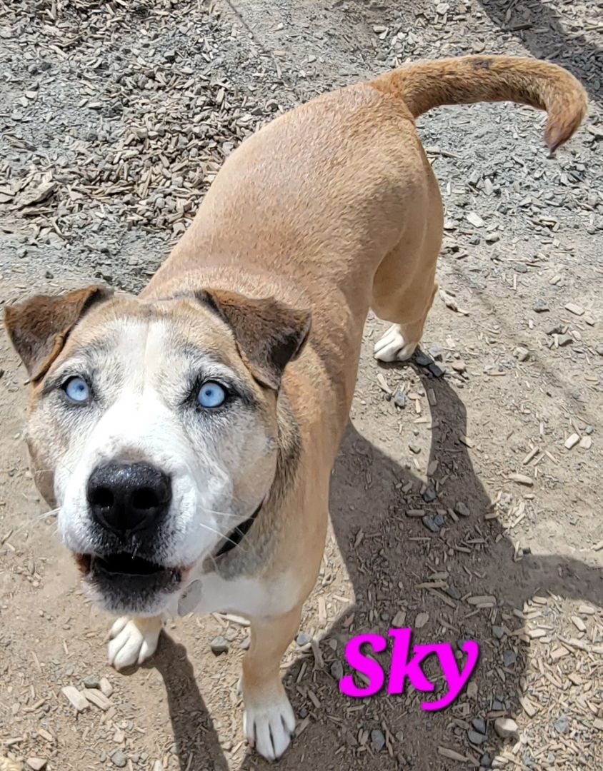 Sky PUPDATE AND VIDEO ADDED, an adoptable Labrador Retriever, Husky in Madras, OR, 97741 | Photo Image 2