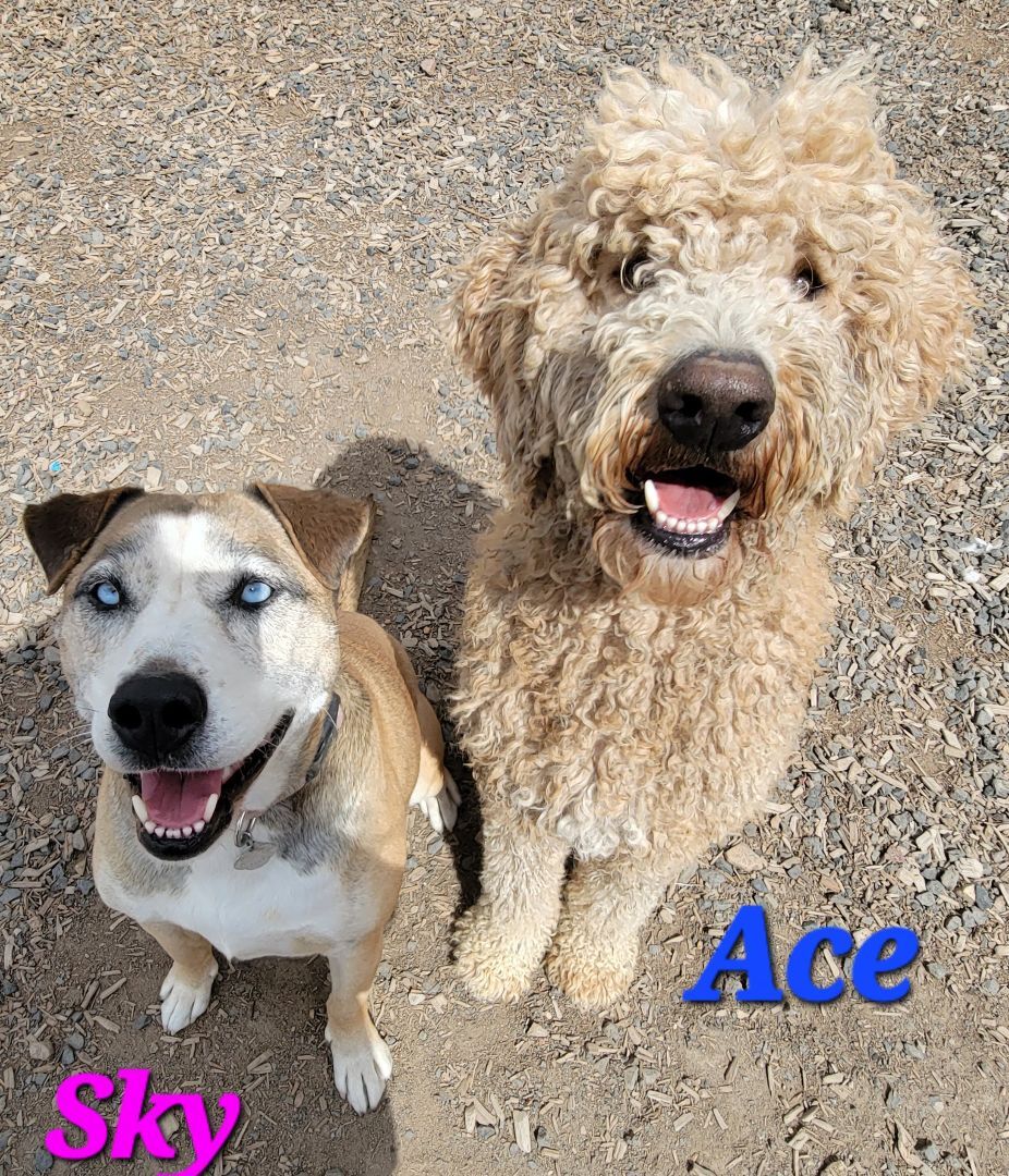 Sky PUPDATE AND VIDEO ADDED, an adoptable Labrador Retriever, Husky in Madras, OR, 97741 | Photo Image 3