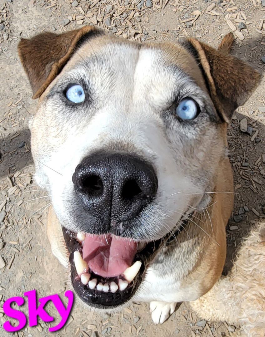 Sky PUPDATE AND VIDEO ADDED, an adoptable Labrador Retriever, Husky in Madras, OR, 97741 | Photo Image 4