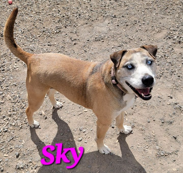 Sky PUPDATE AND VIDEO ADDED, an adoptable Labrador Retriever & Husky Mix in Madras, OR_image-4