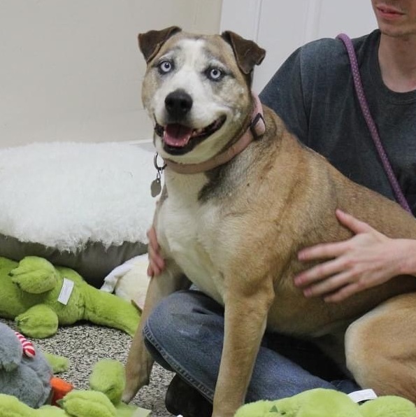 Sky PUPDATE AND VIDEO ADDED, an adoptable Labrador Retriever, Husky in Madras, OR, 97741 | Photo Image 1