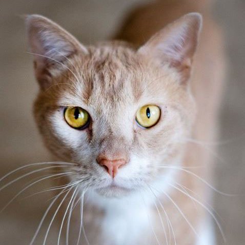 Val, an adoptable Domestic Short Hair in Laramie, WY, 82073 | Photo Image 1