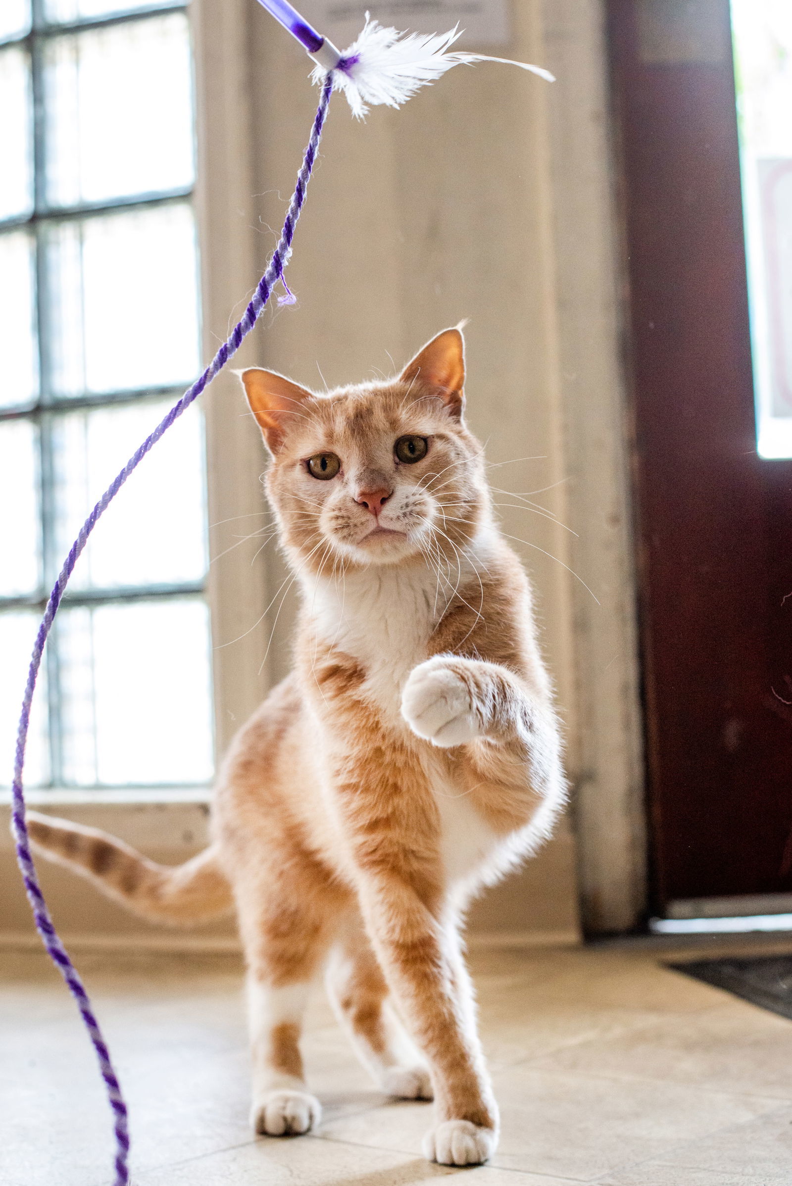 Val, an adoptable Domestic Short Hair in Laramie, WY, 82073 | Photo Image 2