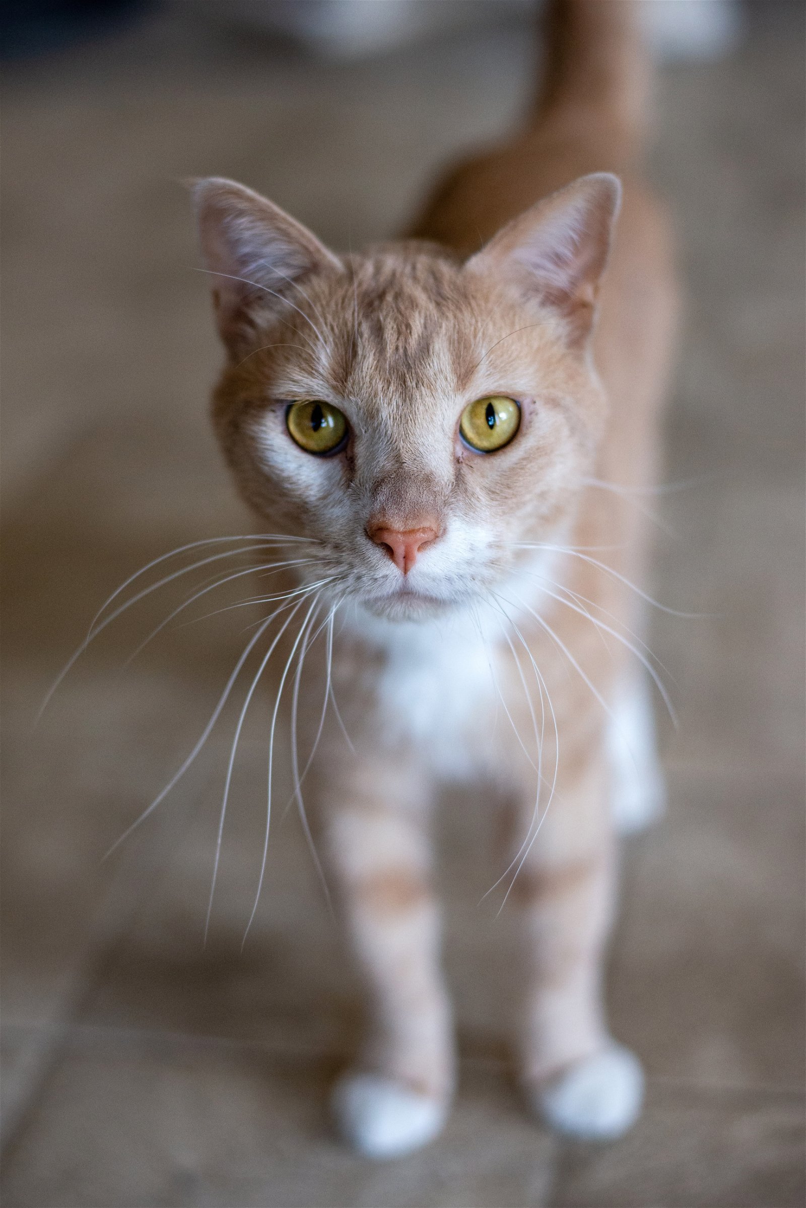 Val, an adoptable Domestic Short Hair in Laramie, WY, 82073 | Photo Image 3