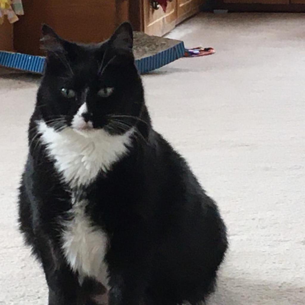 Baby, an adoptable Domestic Short Hair in Kanab, UT, 84741 | Photo Image 1
