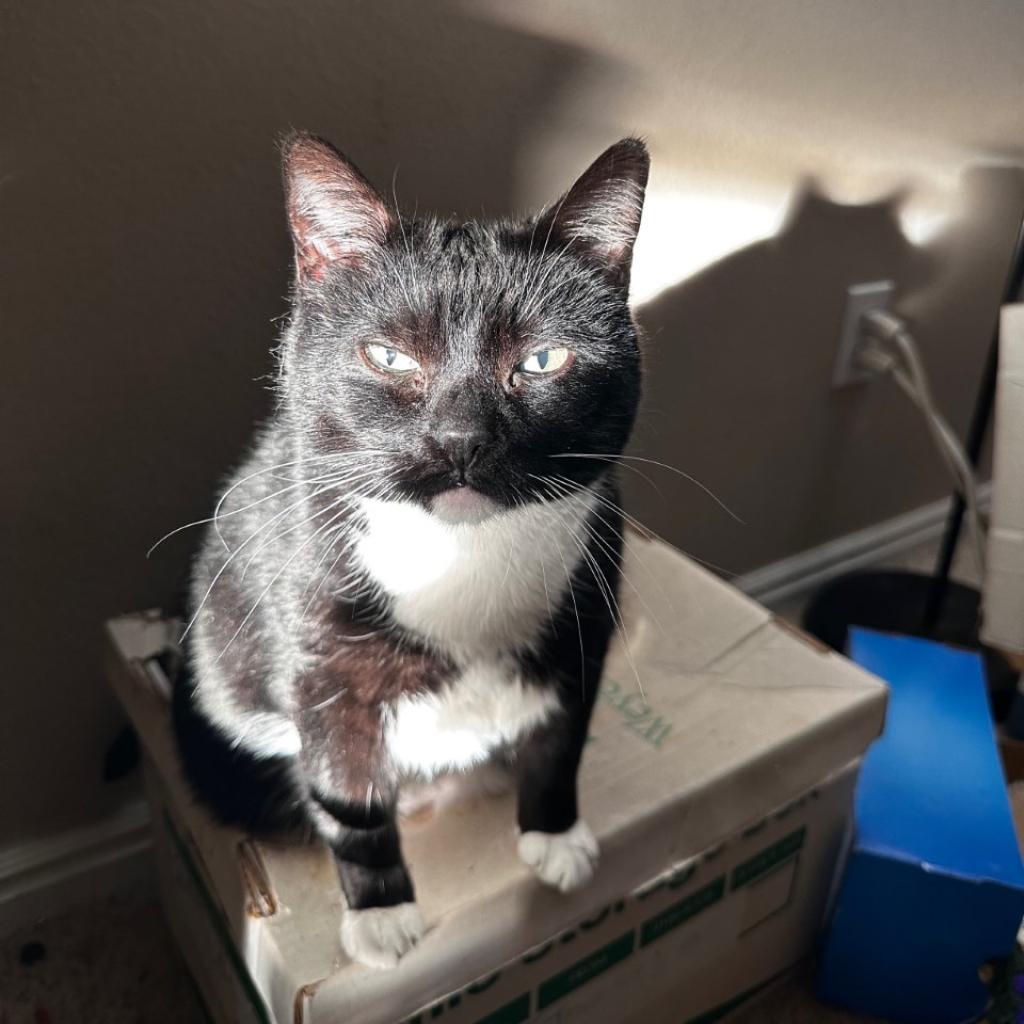 Daisy, an adoptable Domestic Short Hair in Kanab, UT, 84741 | Photo Image 1