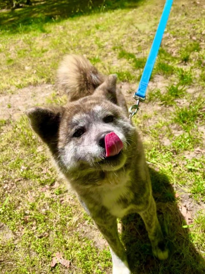 Toast , an adoptable Akita in Toms River, NJ_image-4