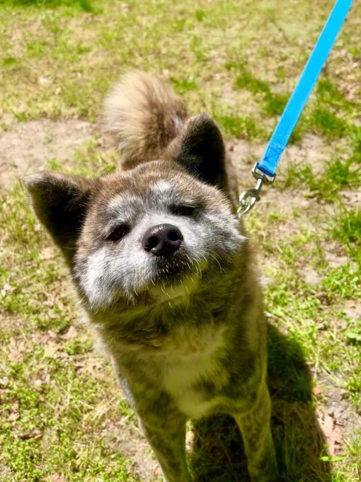 Toast , an adoptable Akita in Toms River, NJ_image-5