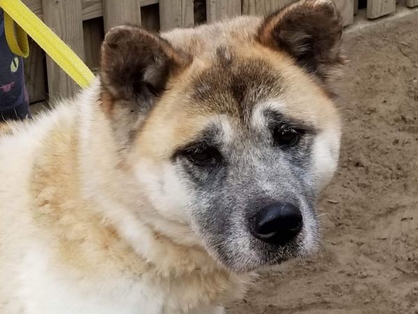 Available - Big East Akita Rescue