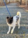 Available - Big East Akita Rescue