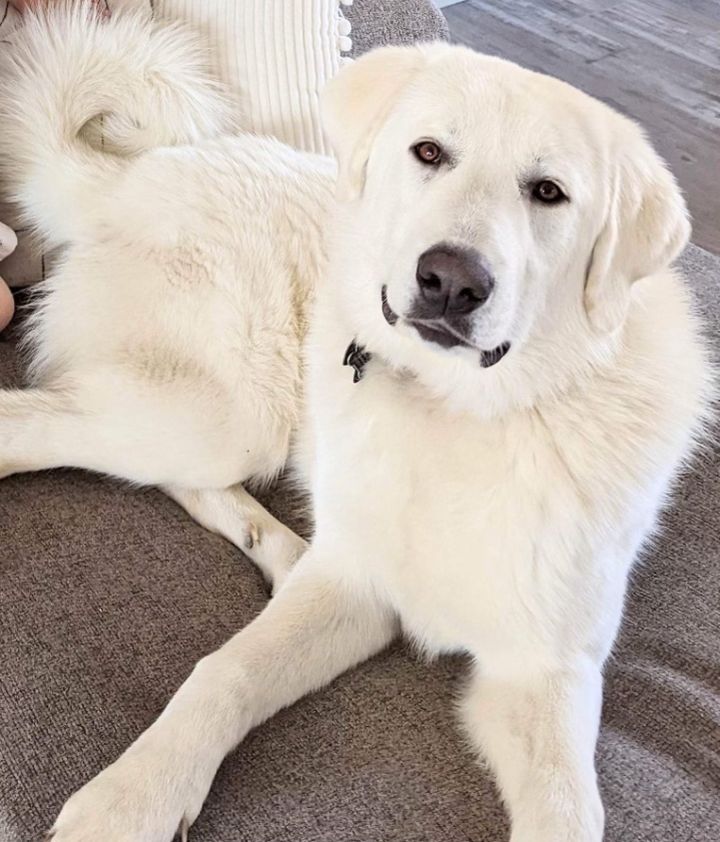 Great pyrenees best sale lab mix