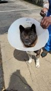 Available - Big East Akita Rescue