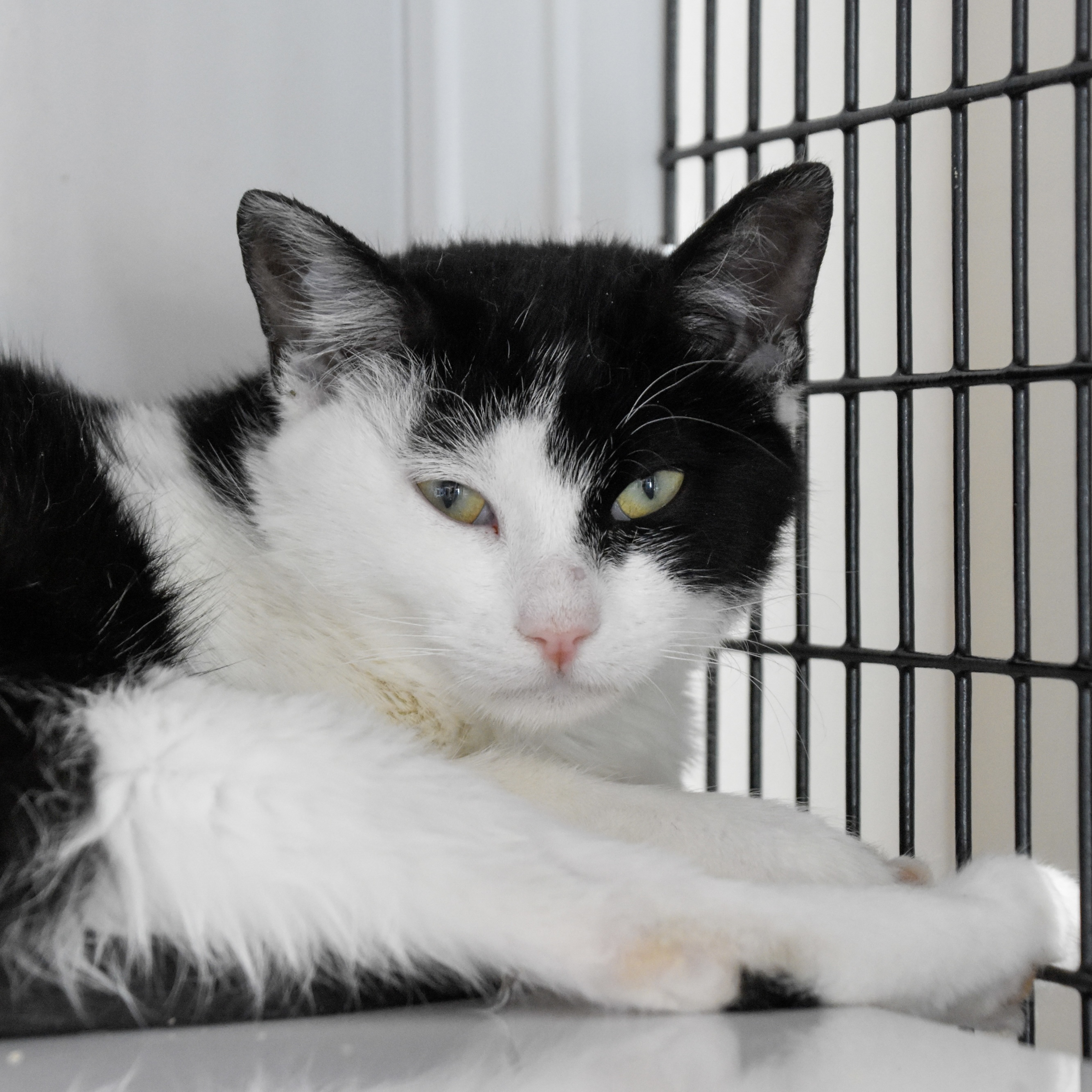 Nemo (and Chickenfish), an adoptable Domestic Short Hair in Santa Fe, NM, 87501 | Photo Image 1