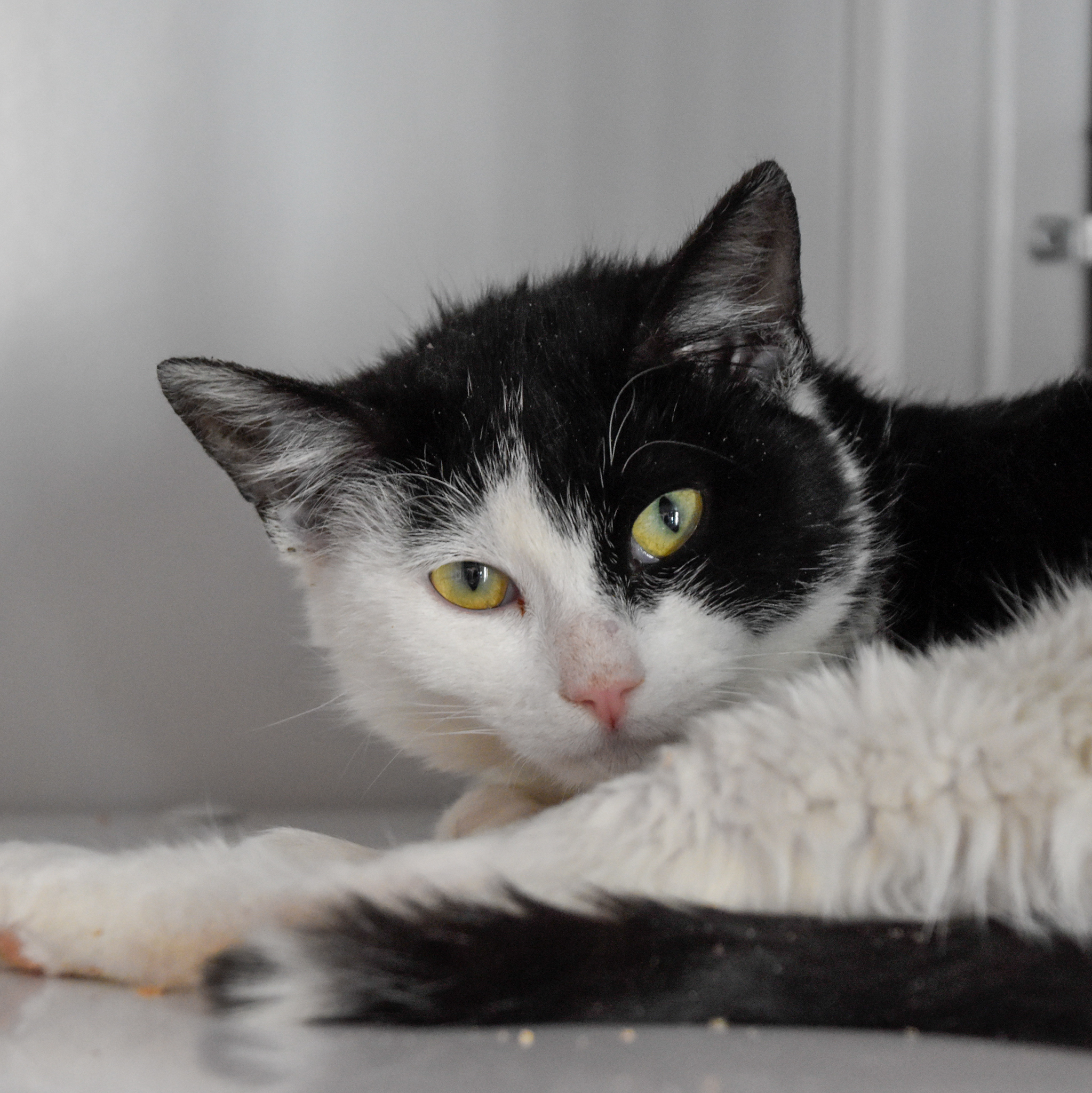 Nemo (and Chickenfish), an adoptable Domestic Short Hair in Santa Fe, NM, 87501 | Photo Image 2