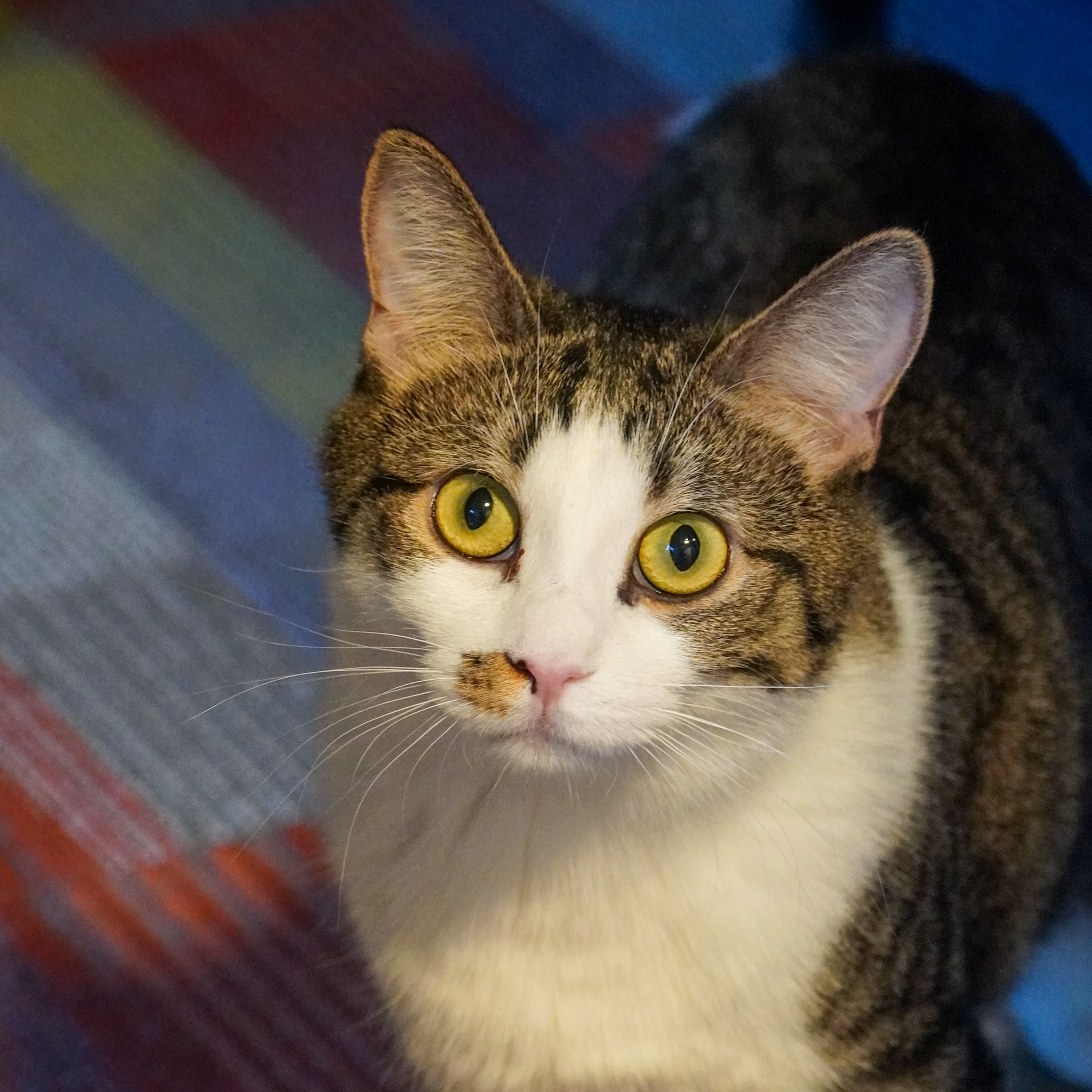 Marlin (and Dory), an adoptable Domestic Short Hair in Santa Fe, NM, 87501 | Photo Image 1