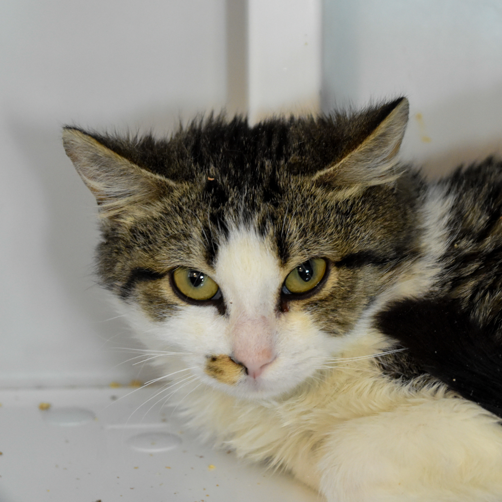 Marlin (and Dory), an adoptable Domestic Short Hair in Santa Fe, NM, 87501 | Photo Image 3