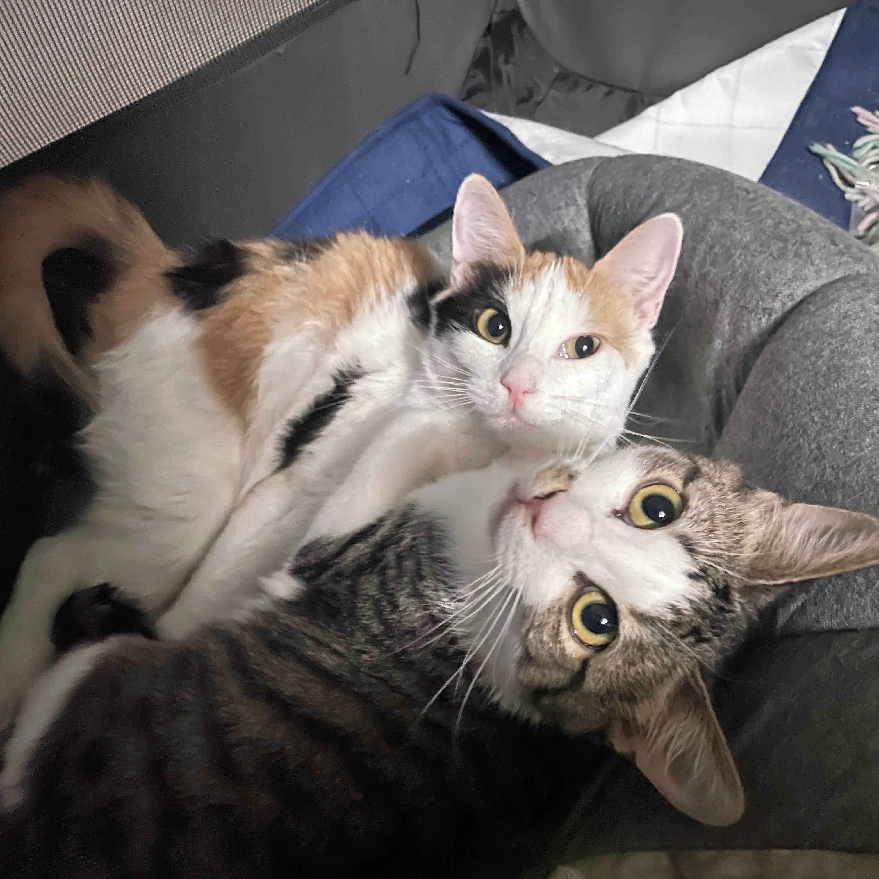 Marlin (and Dory), an adoptable Domestic Short Hair in Santa Fe, NM, 87501 | Photo Image 4