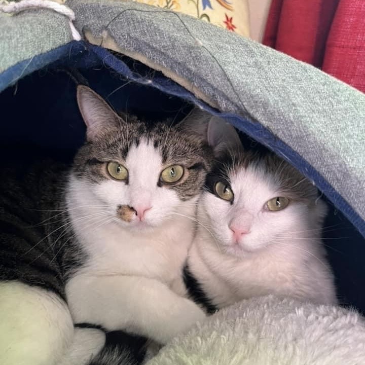 Marlin (and Dory), an adoptable Domestic Short Hair in Santa Fe, NM, 87501 | Photo Image 5