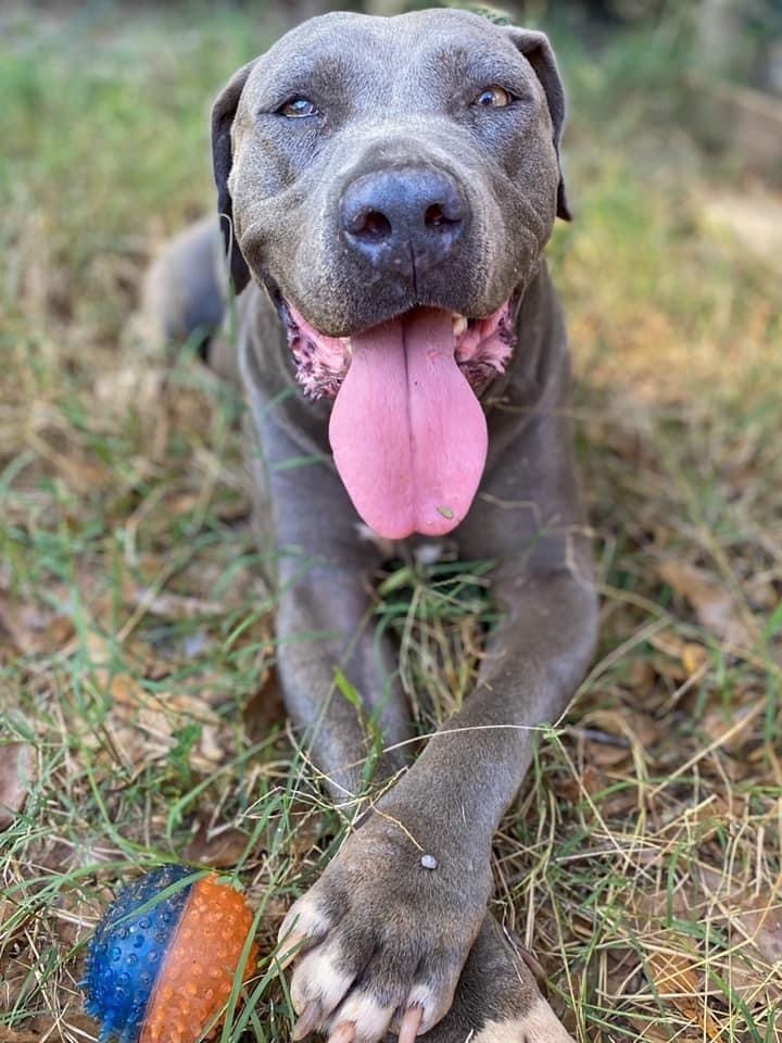 Violet (In Foster Home), an adoptable Pit Bull Terrier Mix in Troy, AL_image-1