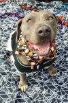 Violet (In Foster Home)
