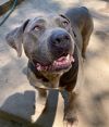 Violet (In Foster Home)