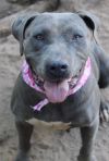 Violet (In Foster Home)