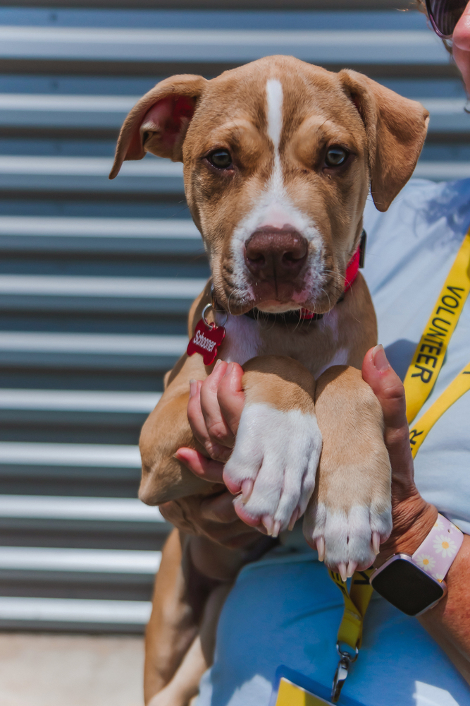 Schooner, an adoptable American Staffordshire Terrier Mix in Warr Acres, OK_image-6
