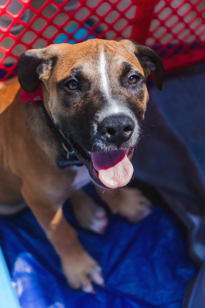 Compass, an adoptable American Staffordshire Terrier Mix in Warr Acres, OK_image-3