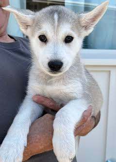 Jack, an adopted Siberian Husky & German Shepherd Dog Mix in Irvine, CA_image-1