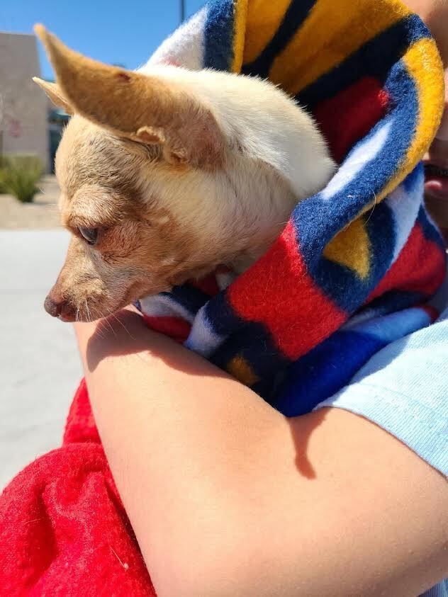 Pal, an adoptable Chihuahua in Las Vegas, NV_image-5