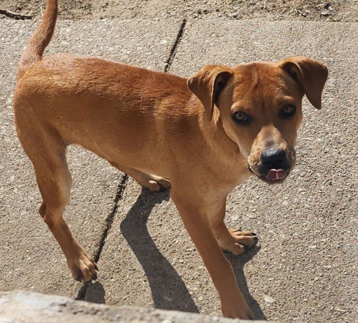 Marley, an adoptable Labrador Retriever Mix in Momence, IL_image-2