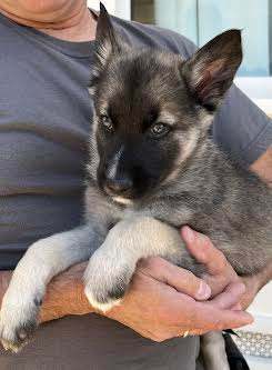 Duke, an adopted Siberian Husky & German Shepherd Dog Mix in Irvine, CA_image-2